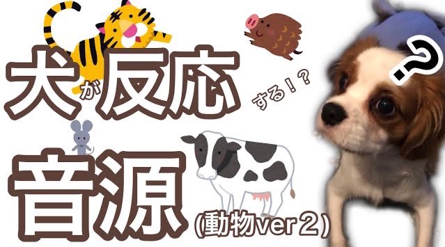 犬 首かしげる 音 Tik Tok 犬 首かしげる 音 Tik Tok Jpkabegamif2yxqfme 犬 首かしげる 音 Tik Tok 犬 首かしげる 音 Tik Tok Jpkabegamif2yxqfme