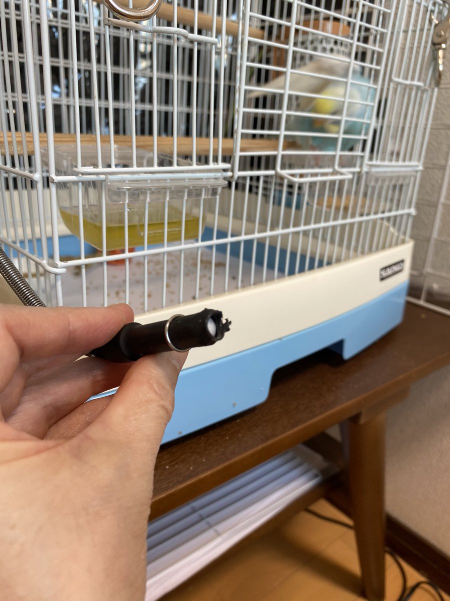 Kuuu カジカジが大好きなようで ヒーターのサーモスタットセンサーの先端を齧られました 保護日に撮影されたもの とても 元気になりました 通院2回 感染症遺伝子検査 ヒーター サータモスタット ケージ用防寒カバーを新調 金食い Kuuu カジカジが大好きなようで ヒーターのサーモスタットセンサーの先端を齧られました 保護日に撮影されたもの とても 元気になりました 通院2回 感染症遺伝子検査 ヒーター サータモスタット ケージ用防寒カバーを新調 金食い