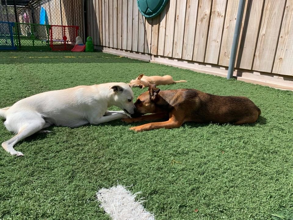 ThePetWagon321's tweet photo. #SpaceCoast #Florida #1 #pet #hotel #dog #daycare #K9 @ThePetWagon321 #Brevard #dogs #cats #pets #kennel https://t.co/YsATFQtOag CALL 321-752-9323 Come in for a dip in the our Brand NEW #Pool #PoolParty #petpool 🌊🐶🐱 https://t.co/kLYTEGXKjJ