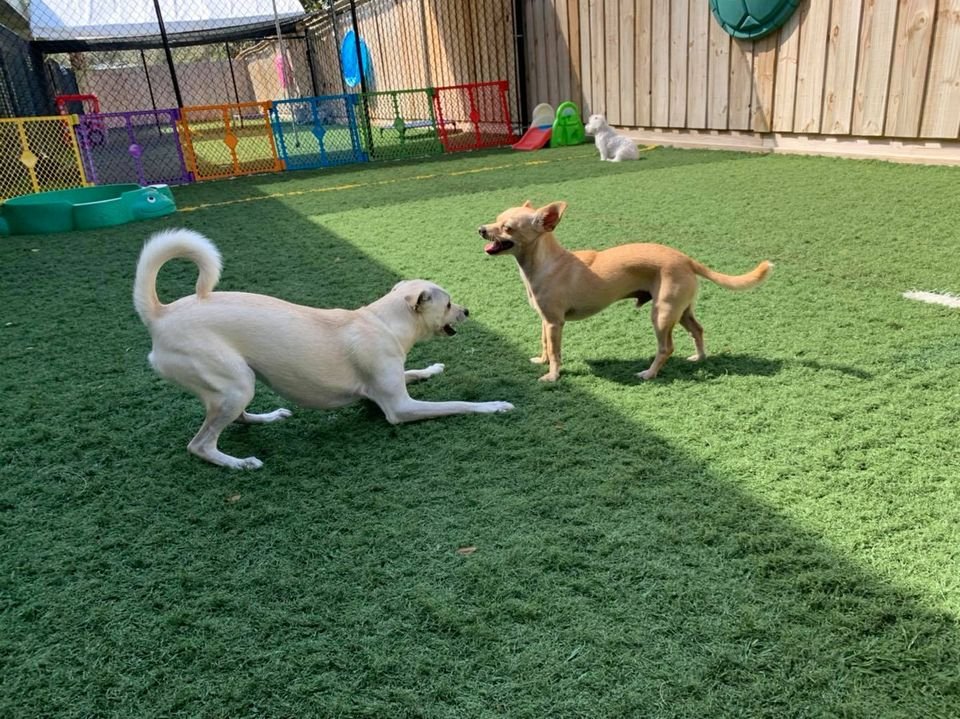 ThePetWagon321's tweet photo. Making #Furever #Friends @ThePetWagon321 #SpaceCoast #Florida #1 #pet #hotel #dog #daycare #petcare #kennel #grooming #dogs #cats #pets #ThePetWagon #brevard https://t.co/YsATFQLpyQ CALL 321-752=9323 Come in &amp; take a dip in our #NEW #POOL #PoolParty #petpool 🌊🐶🐱 https://t.co/lus9NTg51S