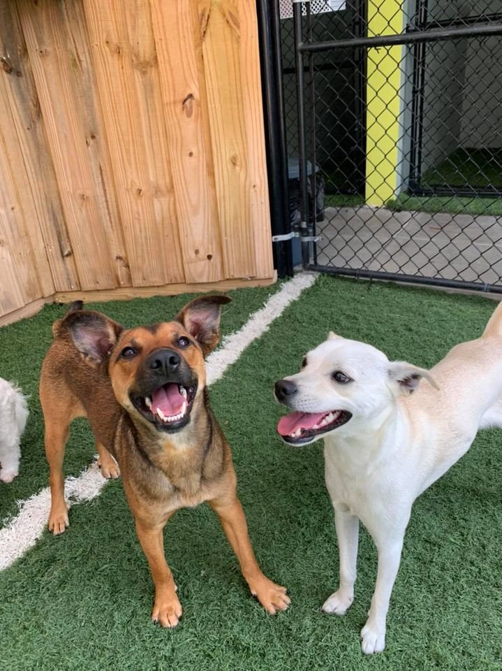 ThePetWagon321's tweet photo. Making #Furever #Friends @ThePetWagon321 #SpaceCoast #Florida #1 #pet #hotel #dog #daycare #petcare #kennel #grooming #dogs #cats #pets #ThePetWagon #brevard https://t.co/YsATFQLpyQ CALL 321-752=9323 Come in &amp; take a dip in our #NEW #POOL #PoolParty #petpool 🌊🐶🐱 https://t.co/lus9NTg51S