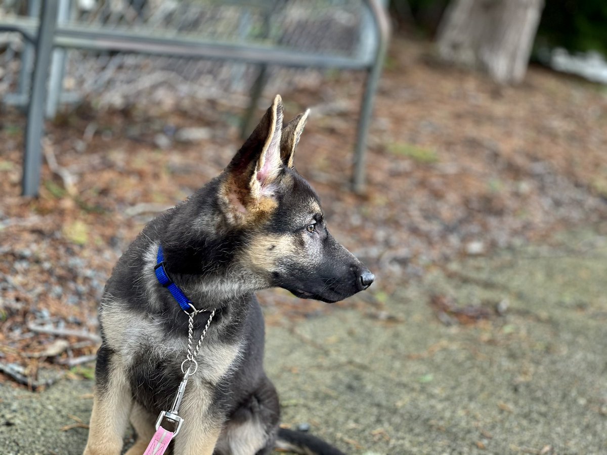 JoshHasDogs's tweet photo. Short overnight foster for WAGSR Zara. Her and WAGSR Alumni Nikko got along great. She’s back with her foster mom to find her forever home. 
https://t.co/f70ADlADQ2
#washingtongermanshepherdrescue #adoptme #GermanShepherd #PNWGSDPack #k5pets #puppyrescue https://t.co/FEVjjoLQ8n