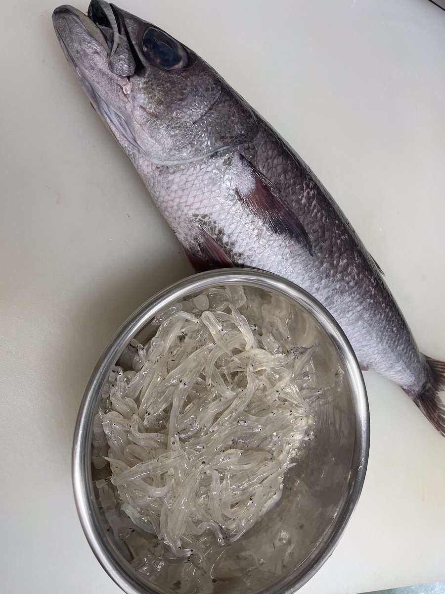 Uzivatel 女川魚市場食堂 Na Twitteru おはようございます 本日珍しいお魚入っております 写真は 黒ムツ 白魚 ですが その他にも気仙沼より モウカの星 も入荷しております モウカ刺 1 000でのご提供 黒ムツや白魚はお刺身単品でのご注文も可能です Uzivatel 女川魚市場食堂 Na Twitteru おはようございます 本日珍しいお魚入っております 写真は 黒ムツ 白魚 ですが その他にも気仙沼より モウカの星 も入荷しております モウカ刺 1 000でのご提供 黒ムツや白魚はお刺身単品でのご注文も可能です
