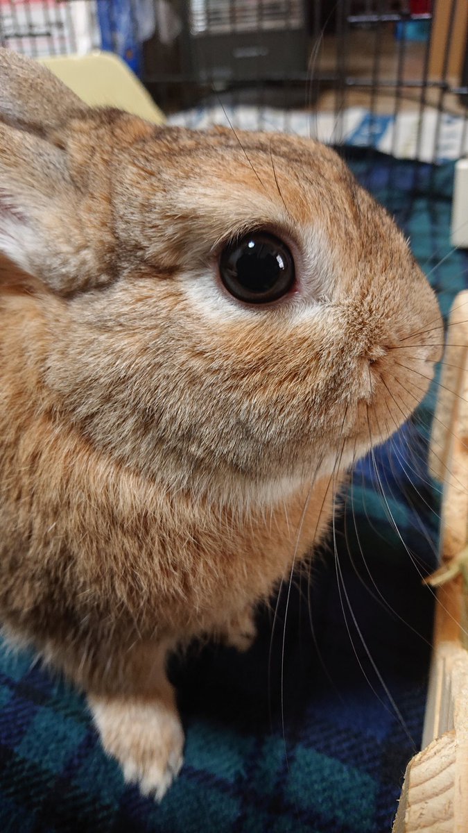 Akanu いっぽ 足 かわいい うさぎ ネザーランドドワーフ Akanu いっぽ 足 かわいい うさぎ ネザーランドドワーフ