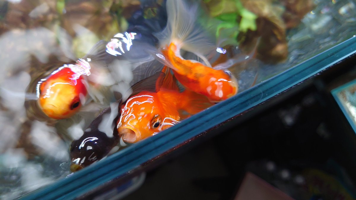 腹へり金魚( ・∇・)