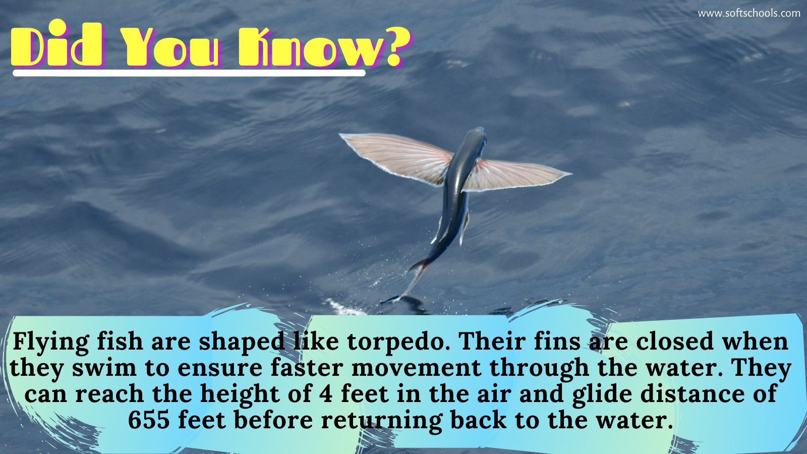 WAVMA on X: Surprising Facts about Flying Fish. #WAVMA