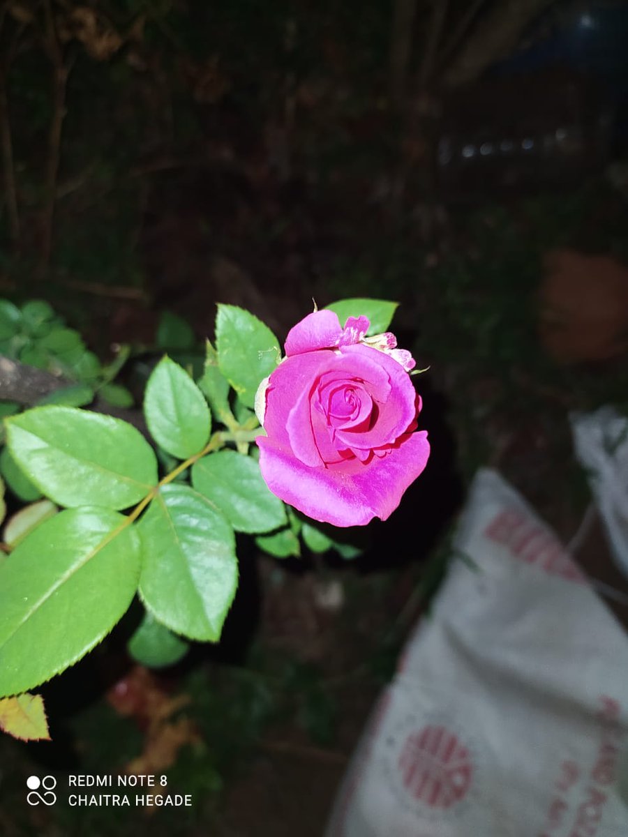 vilmagonsalves's tweet photo. Beautiful flowers https://t.co/BrLushvtnA