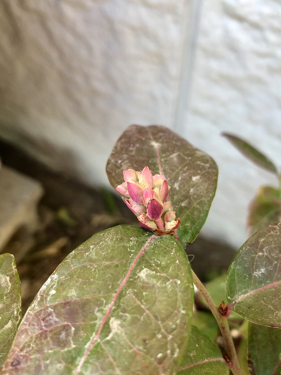 谷原 Sta58 Sp七段 V Twitter 家庭菜園 ブルーベリー フロリダサファイア 開いた花芽が蕾になったぞ T Co Eywvhtlhtj