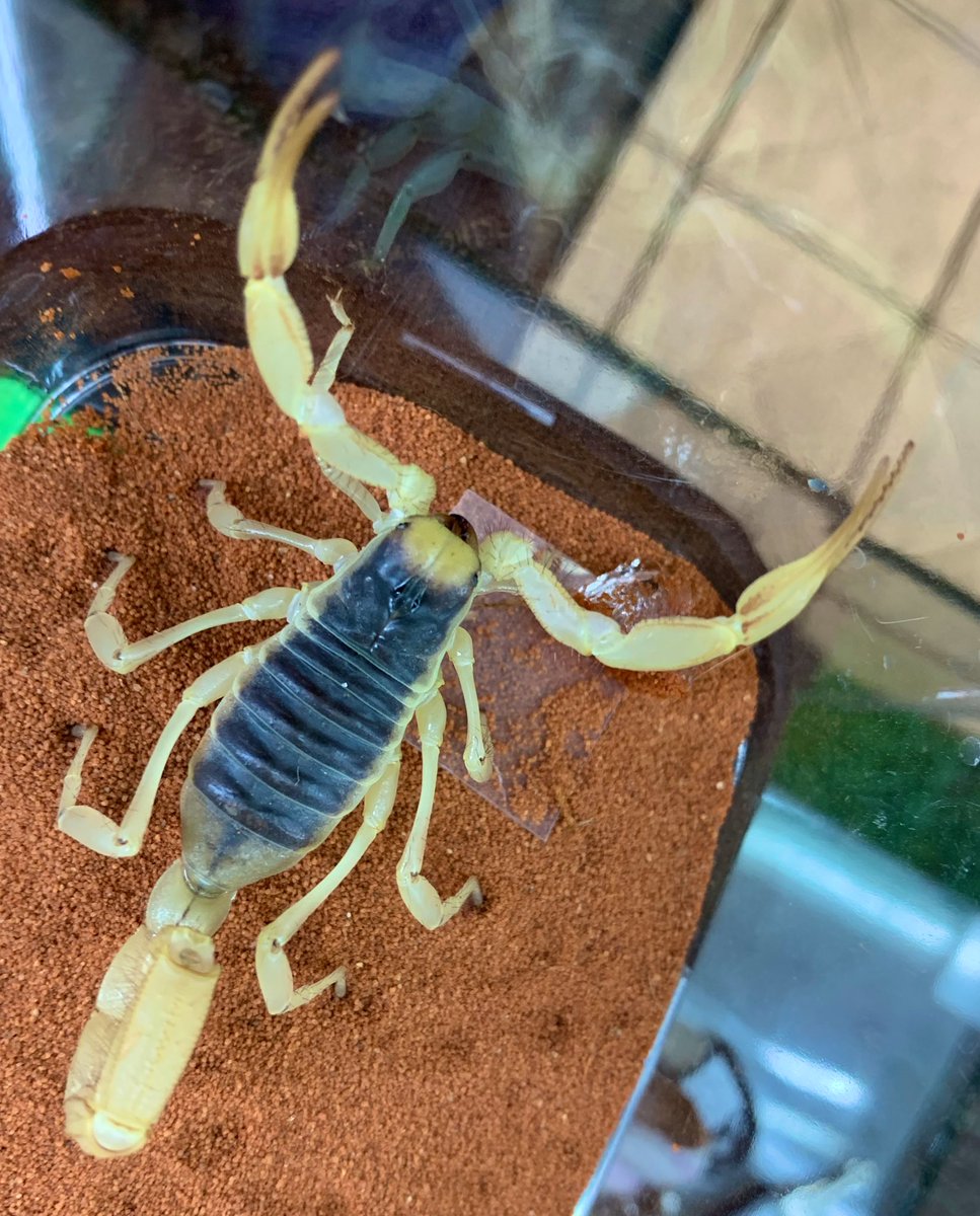 デザートヘアリースコーピオン デザートヘアリースコーピオン