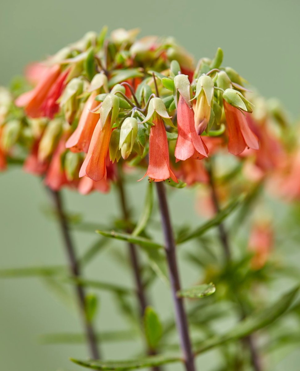 Happy weekend!⚡
#AlwaysKalanchoe #Kalanchoe #woestijnroos #AltijdKleurrijk #altijdMakkelijk #alwayscolourful #easycare #AltijdGezellig #vetplant #vetplantmetbloemen #potbloeier
