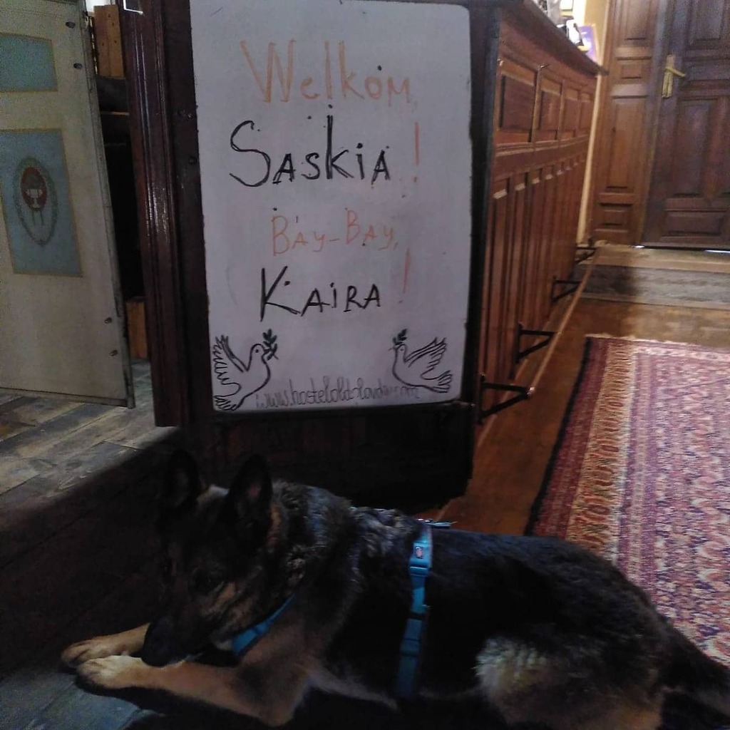 We love dogs 😍😊
It was honour to welcome Saskia and Kaira !
#kairatheglobaldog #orangedragonfoundation 
#hosteloldplovdiv 
#plovdivbulgaria 
#guesthouseoldplovdiv 
#oldplovdivguesthouse 
#oldplovdivhostel instagr.am/p/CLgXFygp0Pn/