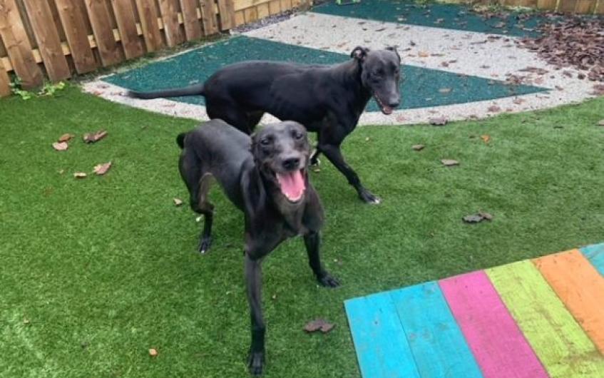 Please retweet to help Karla and David find a home together #LANARKSHIRE #SCOTLAND Siblings aged 4-5 Lurchers, never lived in a house so need a patient adult home with a secure garden, possibly ok with another dog please retweet to keep them together?👇 scottishspca.org/rehome-a-pet/4…