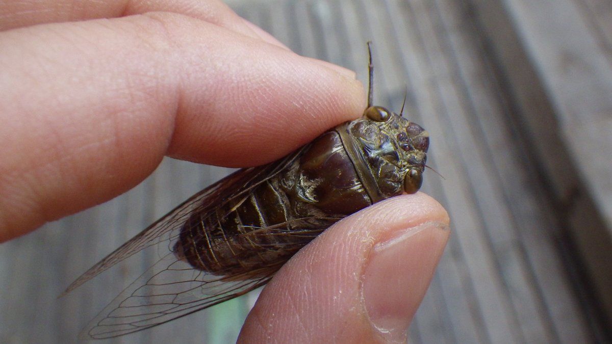 昆虫エネルギー研究所 タイのバンコクでは5月からセミの季節 午前中は日本のクマゼミに似たシャワシャワという鳴き声 午後は ジージーとアブラゼミのような声とミンミンゼミのような鳴き声が聞こえる 以前捕獲した名も知らぬタイのセミ 小型なので