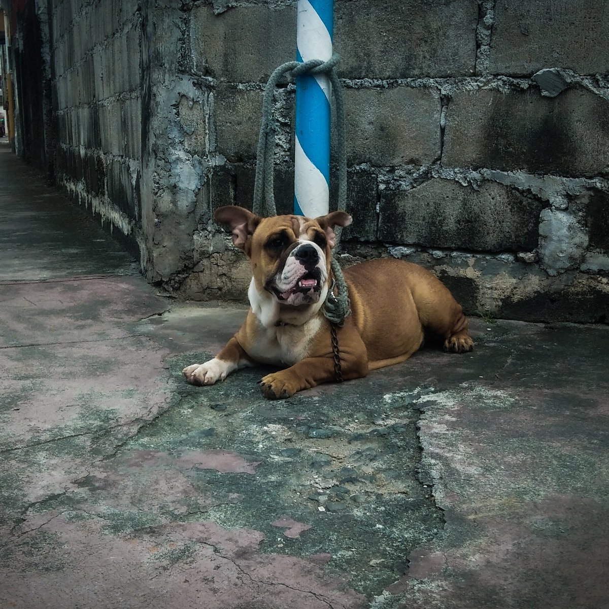 GrrrNET's tweet image. Penny my 🇬🇧🐂🐶