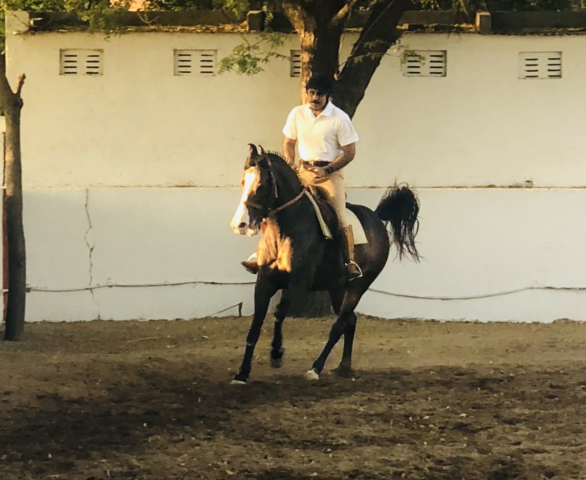 Shamsher_IPS's tweet photo. Weekend adventure.  Riding in Baroda riding club. 
#animalspirits 
#horseriding @equist https://t.co/Pm0Zae87hK