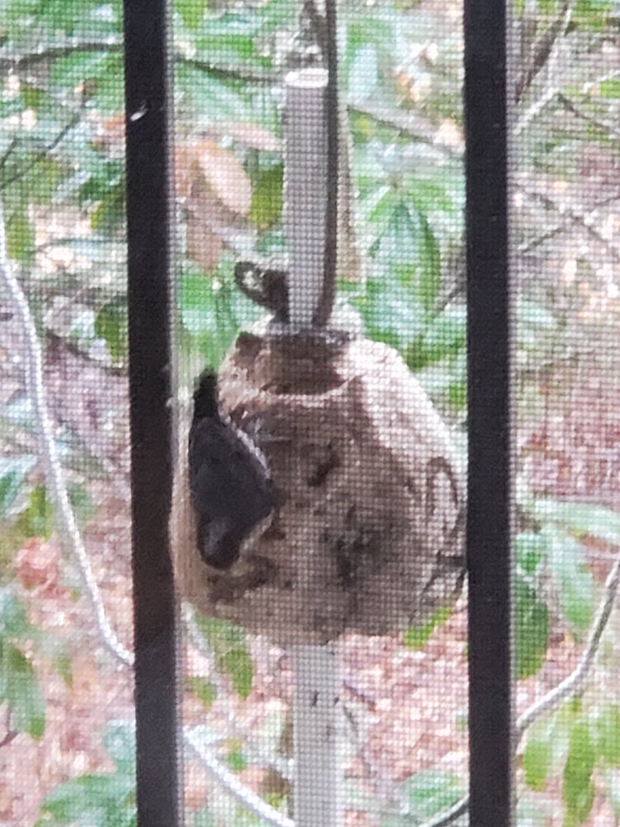 bigday4birds's tweet photo. Big day for birds yesterday! 
New bird on the balcony-> Brown-headed Nuthatch https://t.co/Sw0dWw6XU5