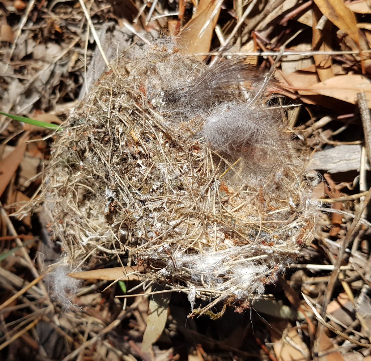 Paradoxa18's tweet image. A small mass of dry grass at the bottom of a tree. Not much to look at. But inside, wool &amp;amp; feathers. Late summer, so it's done its job: but at 7cm must be from a very small bird.
#tinynature