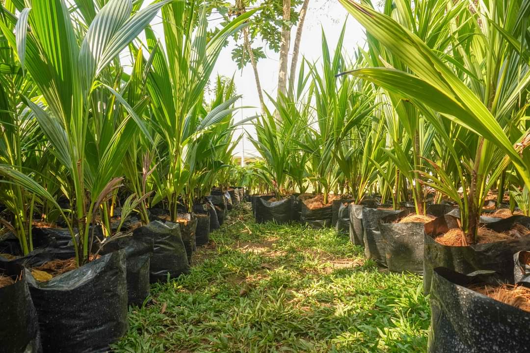 Star8GreenTech1's tweet photo. #PlantPlantPlant @DENROfficial
We hope to see more of this kind of partnership from the private sector because for the Agriculture sector to prosper particularly the coconut sub-sector, we need all the help we could get from them, and Star 8 has started to make it happen. https://t.co/4G2I17faRV
