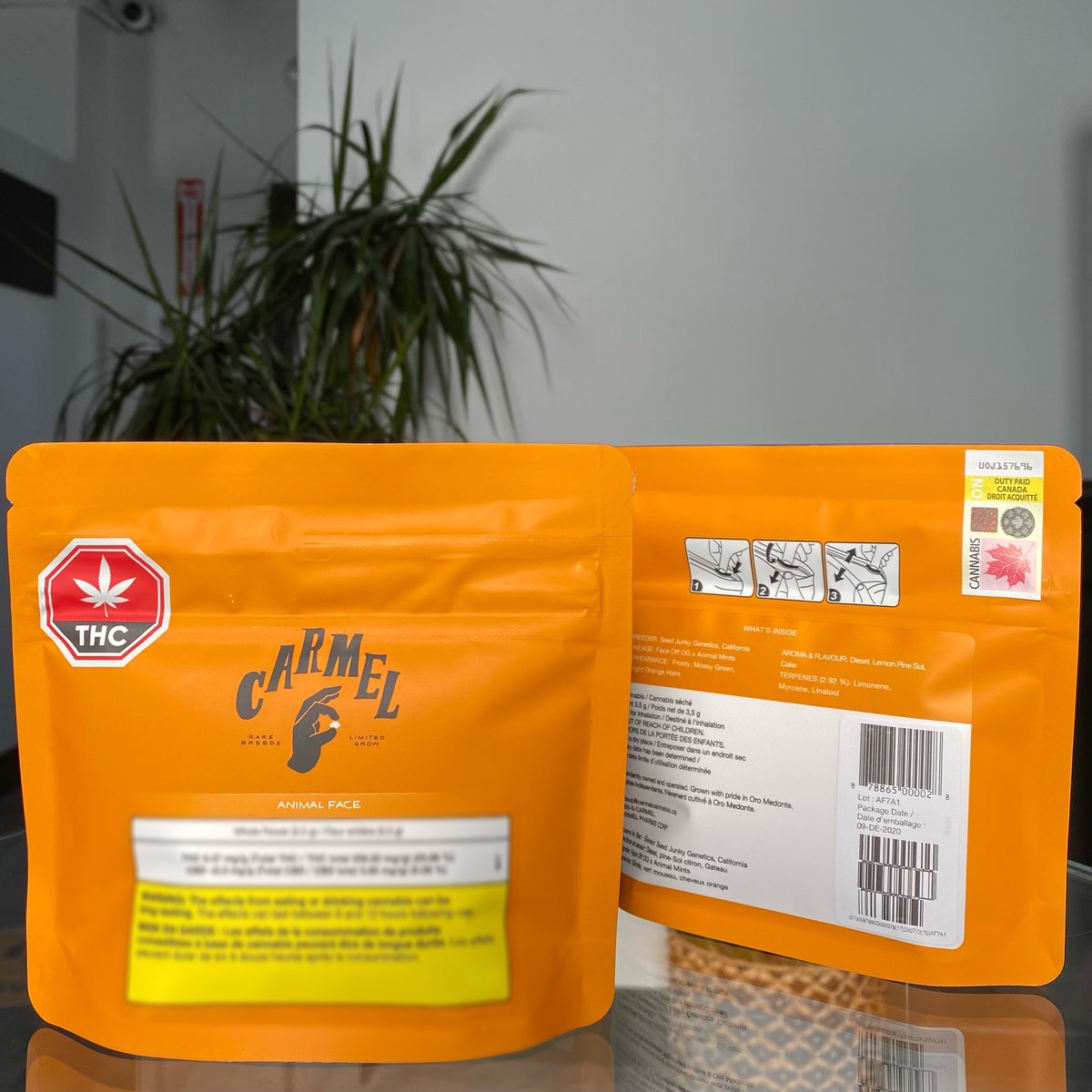 StarBudsON's tweet photo. @carmelcannabis is always in the house! 🌿 #garlicbreath #animalface #drewsdarkhelmet #shoplocal https://t.co/vNq4zP3Y19