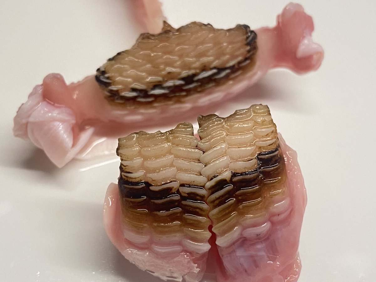 Funa 巨大ブダイ の歯凄いな 喉にも歯があるし 咽頭歯という これで貝とか潰して食べてるんだねぇ