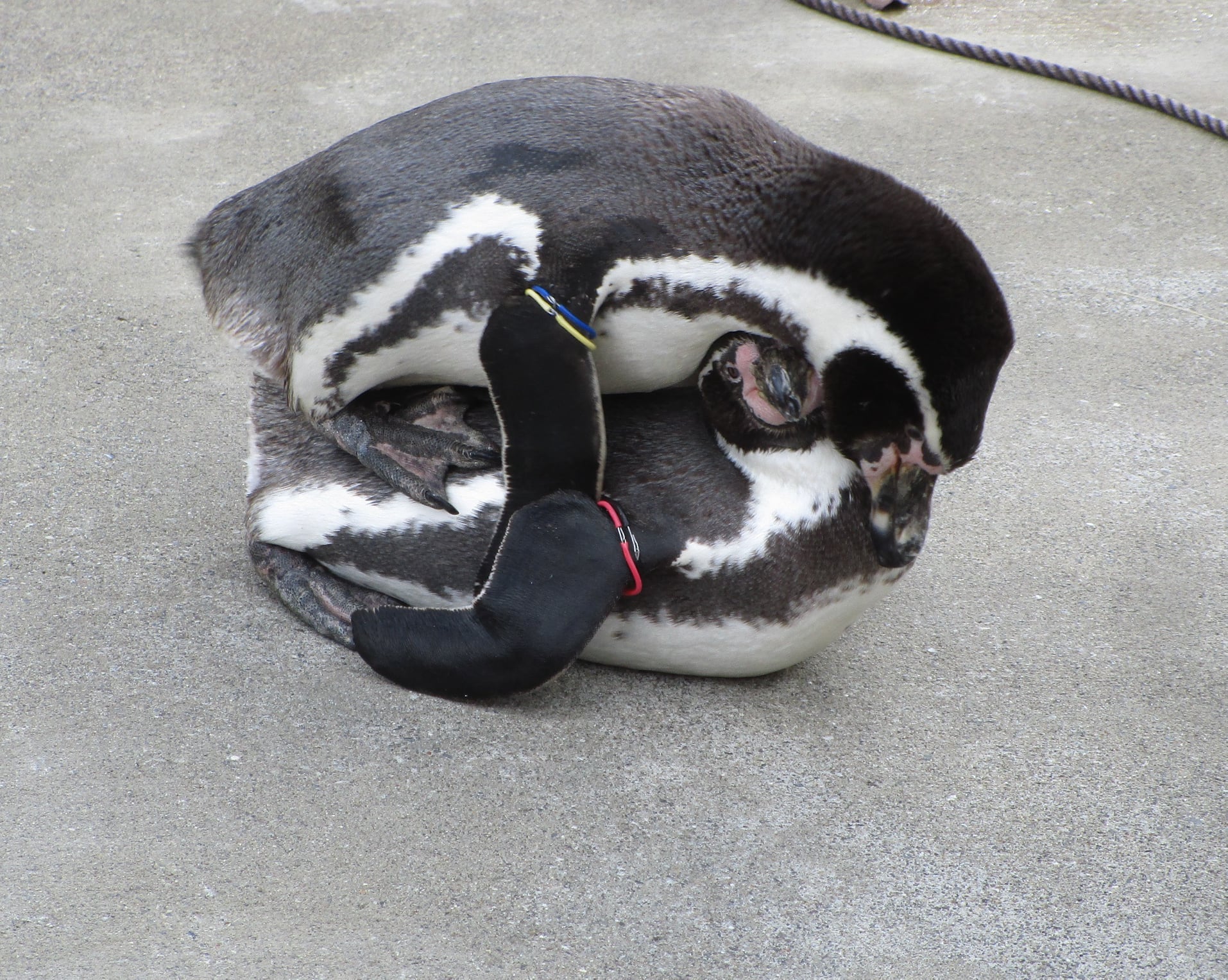 埼玉県こども動物自然公園 土日祝要予約 えっ ペンギンがペンギンに乗っている と驚かれたかもしれませんが これ実は 交尾姿勢です メスの上にオスが乗り お互い嘴を震え合わせながら総排泄腔を擦り合わせます この時はオスのシシの上にオス 埼玉県こども動物自然公園 土日祝要予約 えっ ペンギンがペンギンに乗っている と驚かれたかもしれませんが これ実は 交尾姿勢です メスの上にオスが乗り お互い嘴を震え合わせながら総排泄腔を擦り合わせます この時はオスのシシの上にオス