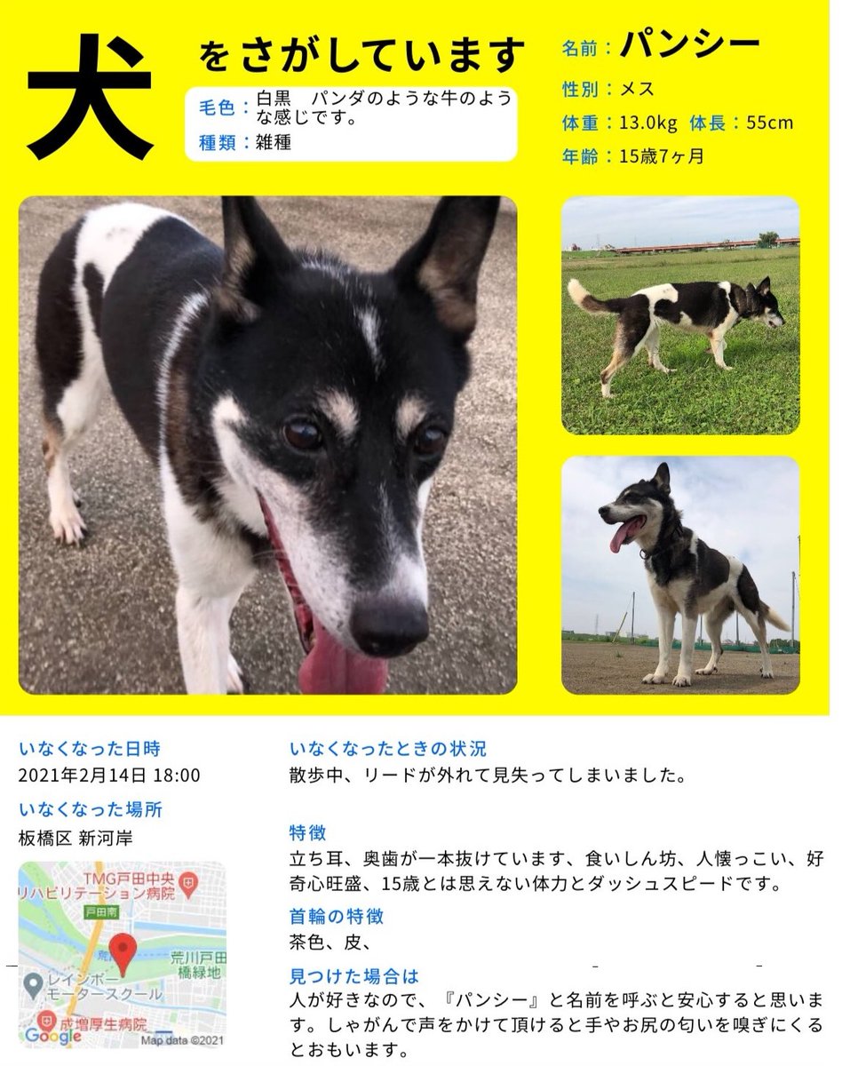 犬🐶を捜しています
2/14荒川土手(笹目橋と戸田橋の間)から迷子になりました

15歳♀雑種
名前はパンシー
パンダのような牛みたいな柄です
どんな小さな情報でも構いませんのでお願いいたします

#迷い犬
#迷子犬
#犬
#イヌ
#東京都
#板橋区
#北区
#和光市
#戸田市
#埼玉県
#新河岸川
#拡散希望
