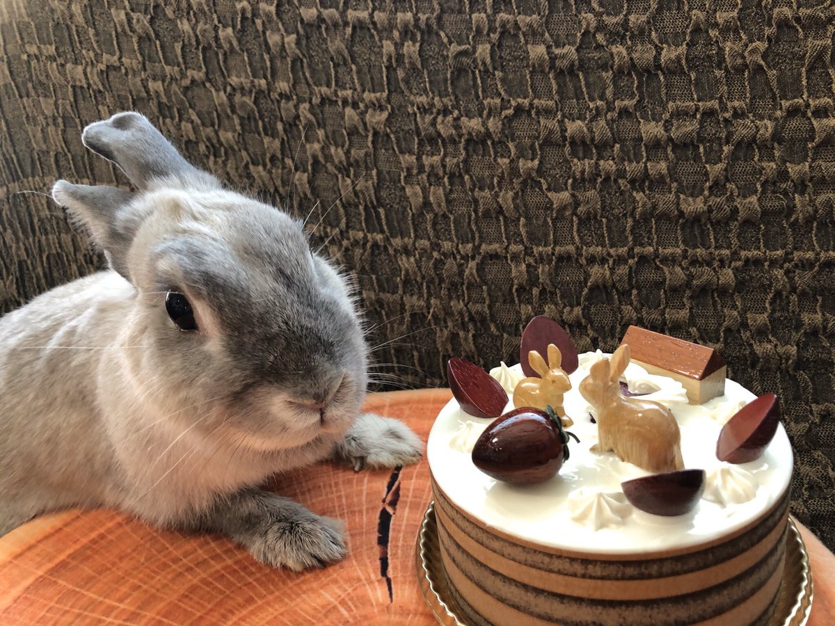 水晶玉子 そして 我が家のうさぎのユヅが7歳の誕生日 を迎えました 7歳はもうシニアなのでフードもシニア用にチェンジ いつまでも可愛く元気で コロの作った我が家のうさぎ 最年長記録12歳10か月の更新を目指してね うさぎ用のケーキでお祝いです