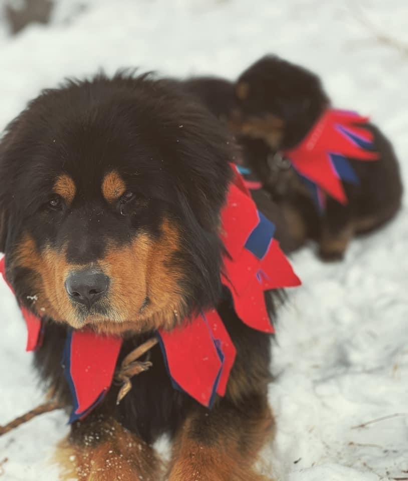 fatyma710's tweet photo. #Artger эдний банхан гүэмөн хөөрхөн шүү 🥰🥰😍 https://t.co/jubv6XfwD2