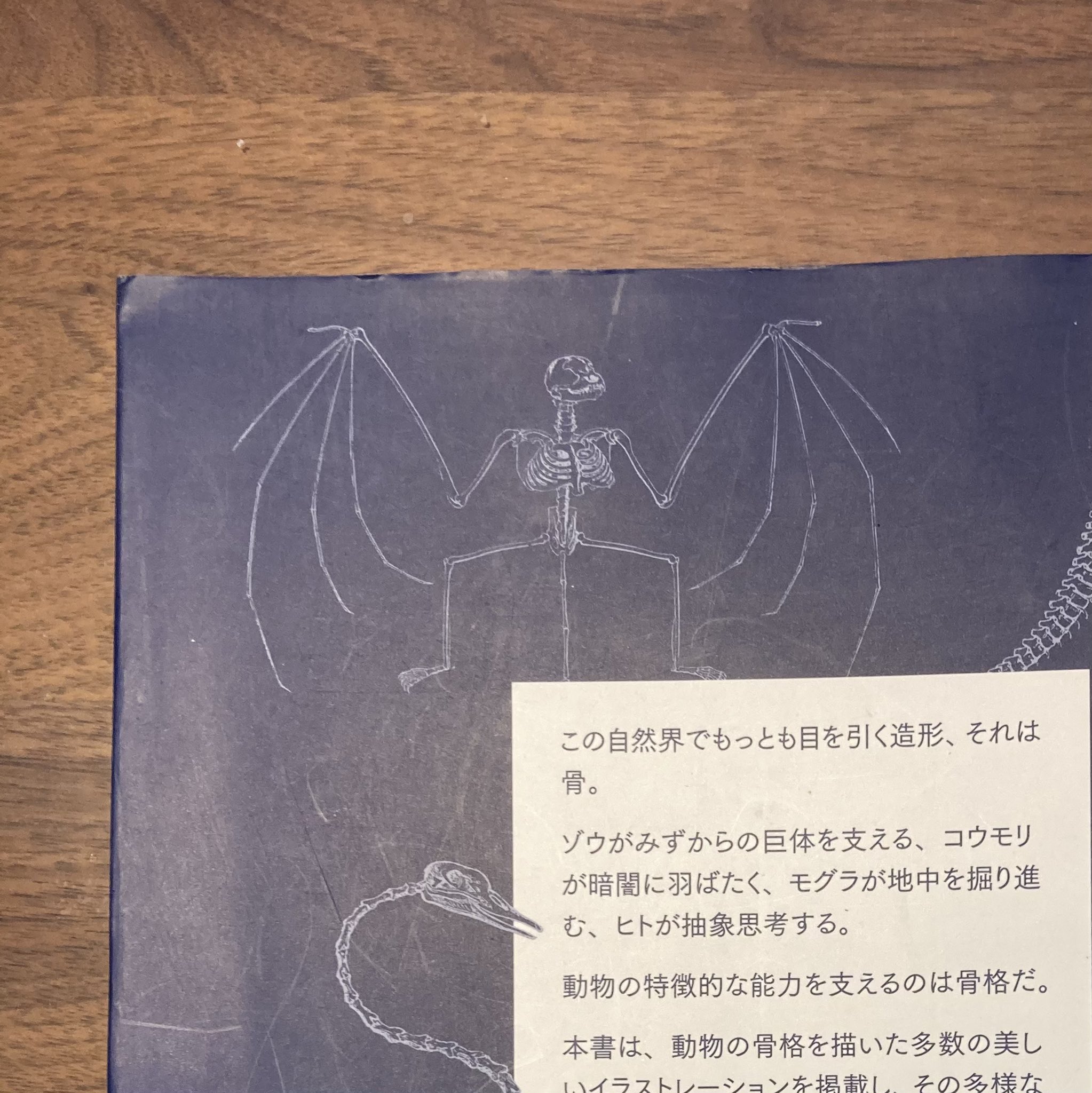 北里紗月 小説家 臨床検査技師 胚培養士 生物学 本の紹介 骨格百科です 骨は全てイラストですが大変美しいです 進化の過程と骨の作りの変化が分かりやすい ハクチョウ首長 魚詰まったらどうする気 コウモリ 指長 折れちゃうよ ヘビ骨多