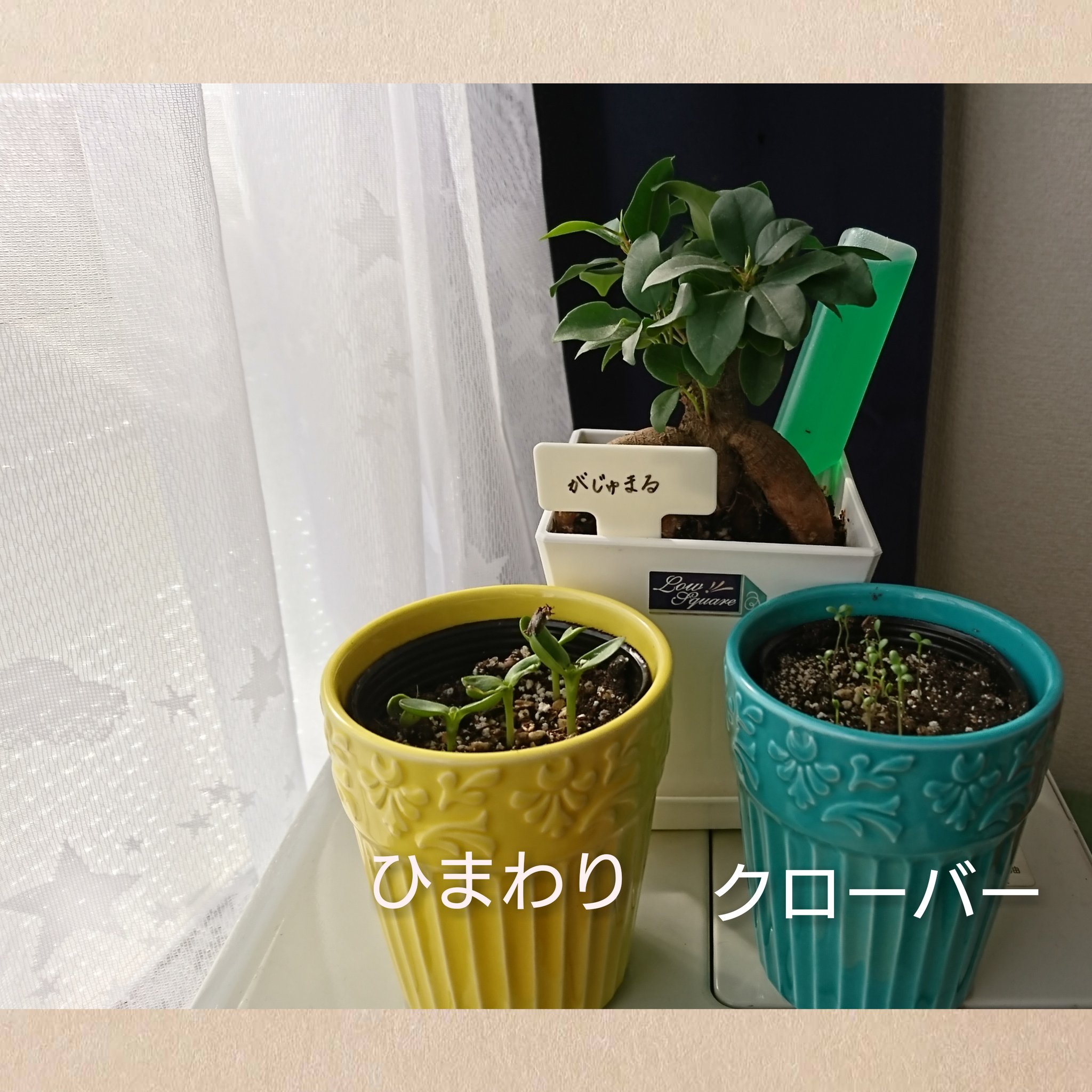 ここママ 引越し後 観葉植物を購入 理想の部屋にするべく Diyにも手を出して 今はトイレのタンクレス風に挑戦 トイレに 観葉植物置きたいから頑張る 早く作ってハンドメイド再開を 観葉植物 がじゅまる スキンダプタス テーブルヤシ バニー