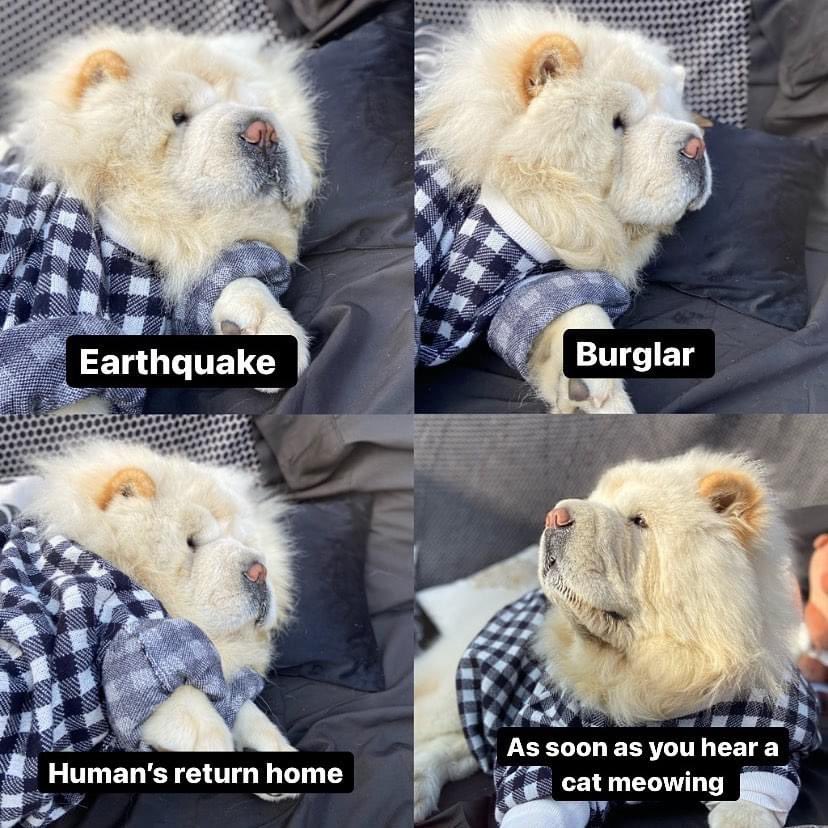 leothechowchow's tweet photo. Other than a cat i can almost tolerate anything😑
#dogsoftwitter #dogs #dogsofinstagram #chasingcats #dogsarethebest https://t.co/3Wda7pYNR6