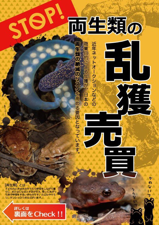 つじ 絶滅危惧種種のカスミサンショウウオの卵塊となんと親までがあるペットショップに入荷したとのこと 値段はたった500円 ブリードではなく採取個体と思われます 両生類は生息域が狭く 網で掬って持って帰るだけでもその地域で全滅の恐れがある生き物