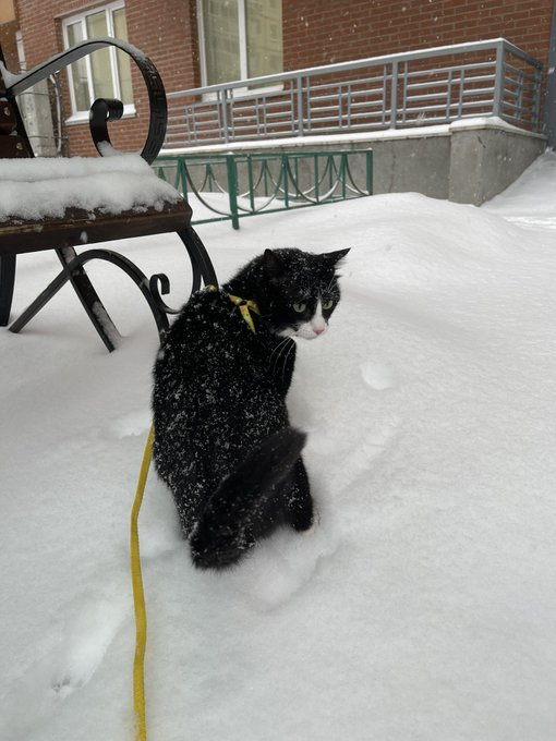 the other day a lot of snow fell and my cat saw it and felt it for the first time 🐱❄️  Мой кот первый