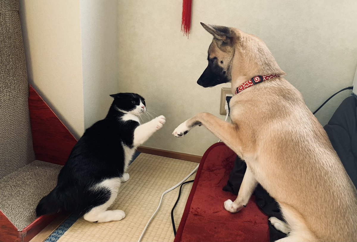 犬が苦手なので手で距離を取る猫さん と 猫が好きなので真似して手を伸ばす犬さん がすれ違っていてかわいい Togetter 犬が苦手なので手で距離を取る猫さん と 猫が好きなので真似して手を伸ばす犬さん がすれ違っていてかわいい Togetter