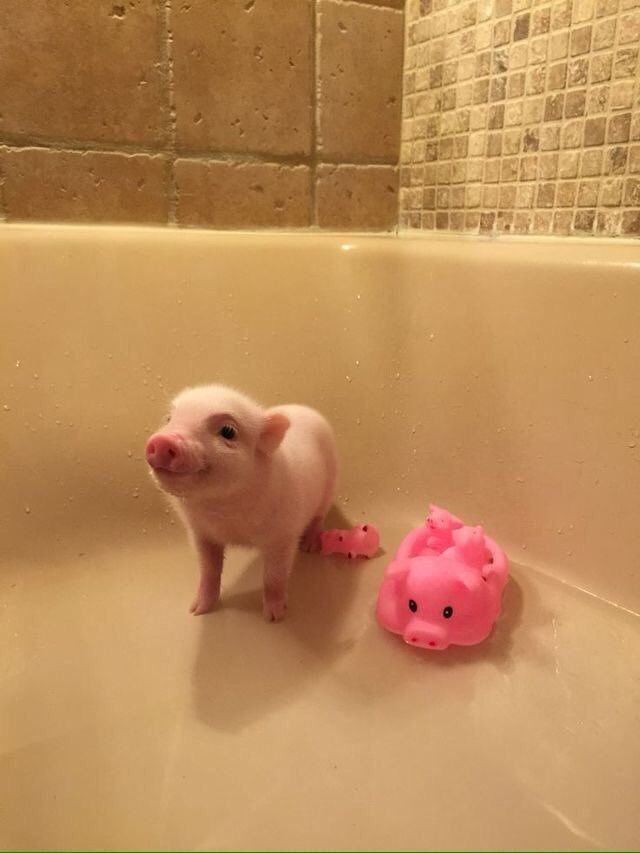 vikullenok's tweet photo. 🐽💗ПОРОСЯЧЬЯ ЦЕПОЧКА ТВИТТЕРСКИХ 💗🐽

🐖читай меня (#взаимно , я #взаимная )

🐖делай ретвит и лайкай

🐖читай ретвитнувших и лайкнувших поросяток💗

🐖довольно хрюкни новым подписчикам 💗🐖🐽🐷
#ЦепочкаТвиттерских
#Цепочкафолловеров #мью
#твиттерскаяцепочка https://t.co/IweeKSSVdz