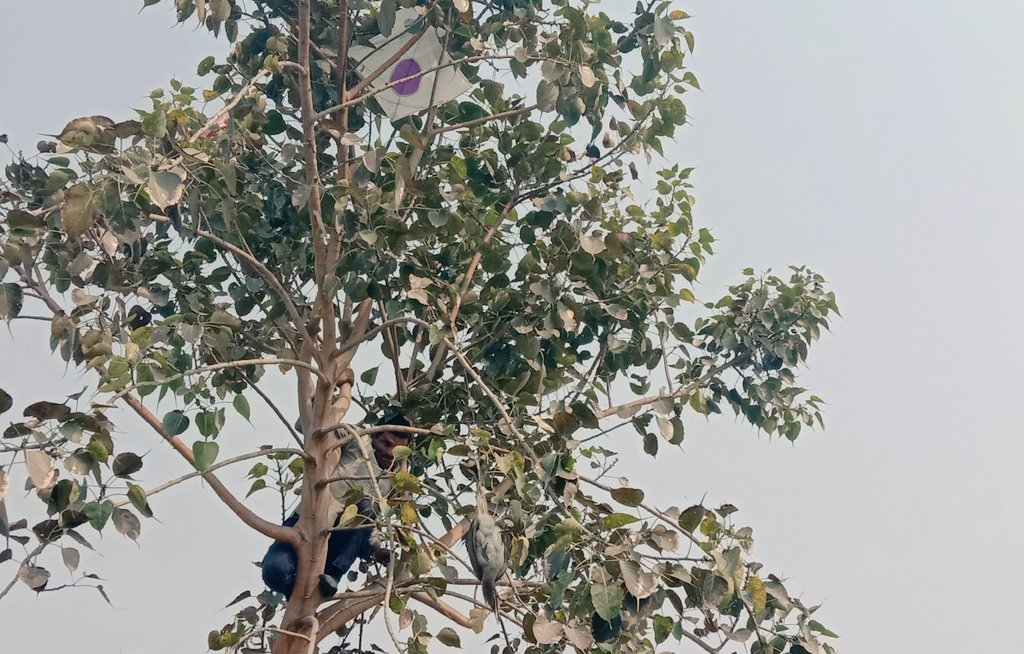 GuptaRenaya's tweet photo. This is the reason I've never been a fan of kites. They can kill. https://t.co/YugKVVgwEk