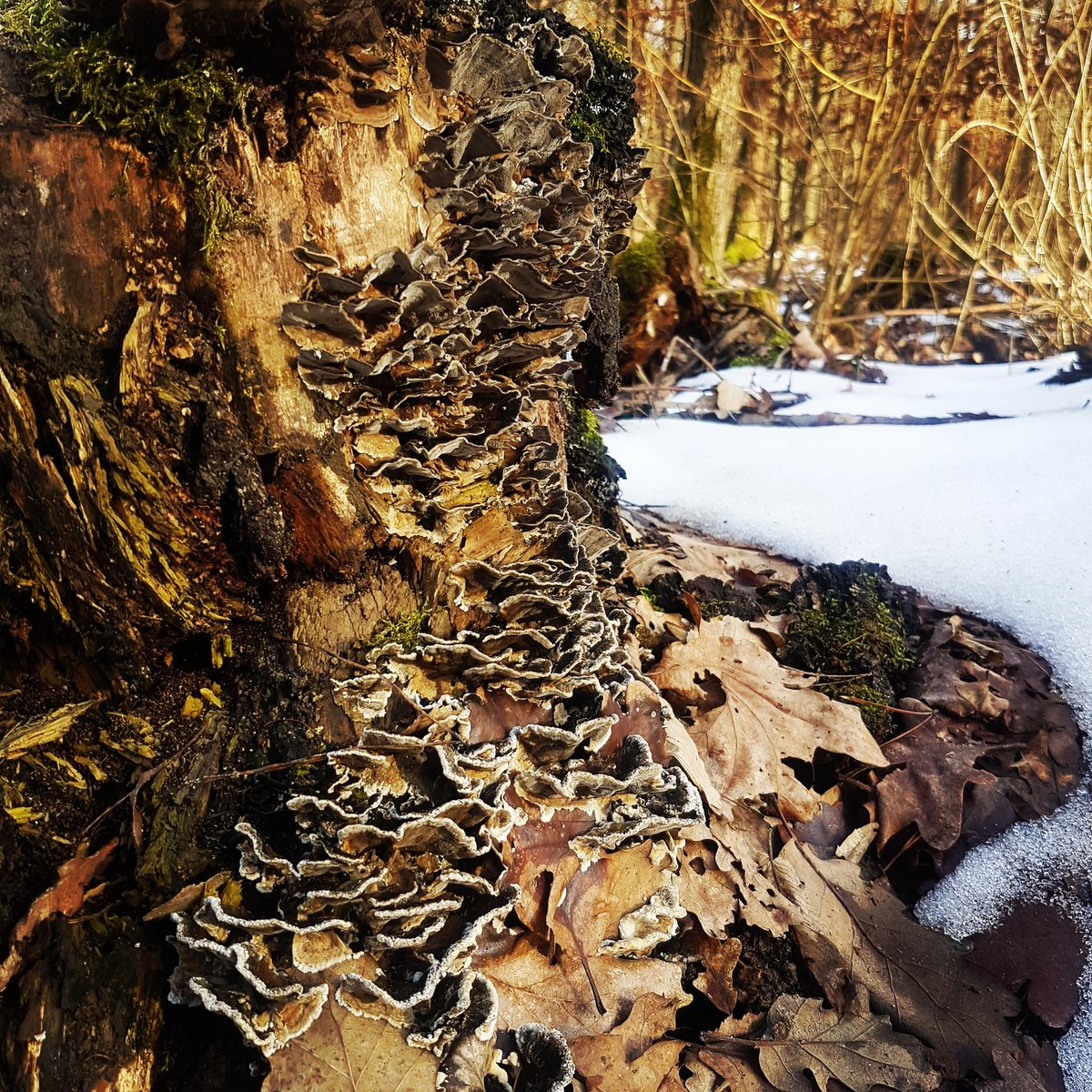 InspirationWald (@inspirationwald) on Twitter photo 