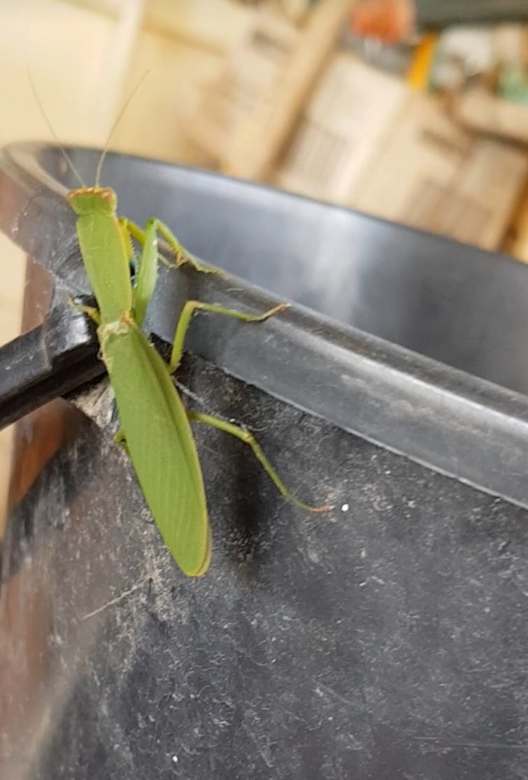 Paradoxa18's tweet image. Praying mantis, with a spider/mite on its head
#tinynature
