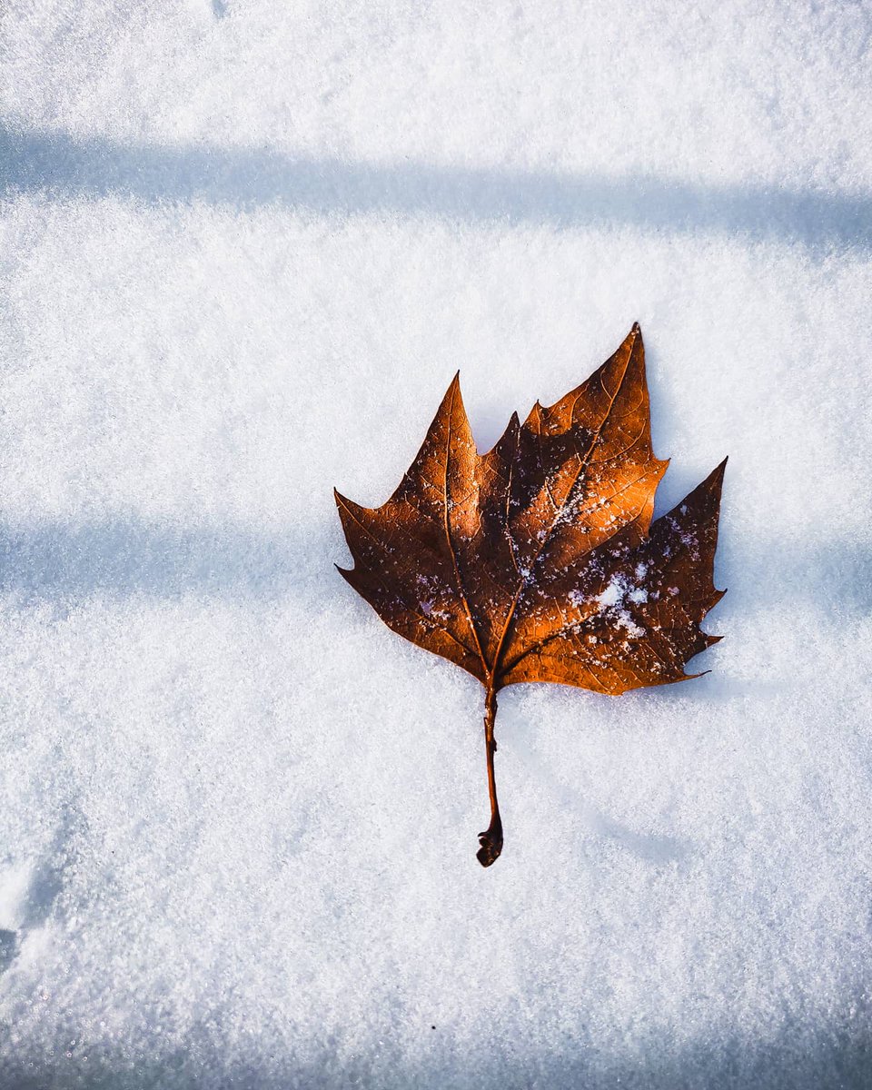 IamJesusVictor's tweet image. "Kindness is like snow. It beautifies everything it covers." —Kahlil Gibran

#vbrncyproductions #oneplusfrance #oneplusfr #oneplusparis
#pinoyphotographersinparis #parisinspiration #itsoparis #onepluscommunity #fyp #parisstreetphotofestival
#oneplus6t #parisphotographer