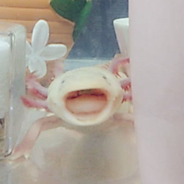きのこ V Twitter 変顔 ウーパールーパー きのこ ももぷぅ Kinoko 癒し系 Axolotl Ambystoma Mexicanum 六角恐龍 墨西哥鈍口螈 美西螈 T Co Kjrlilhrlf Twitter きのこ V Twitter 変顔 ウーパールーパー きのこ ももぷぅ Kinoko 癒し系 Axolotl Ambystoma Mexicanum 六角恐龍 墨西哥鈍口螈 美西螈 T Co Kjrlilhrlf Twitter