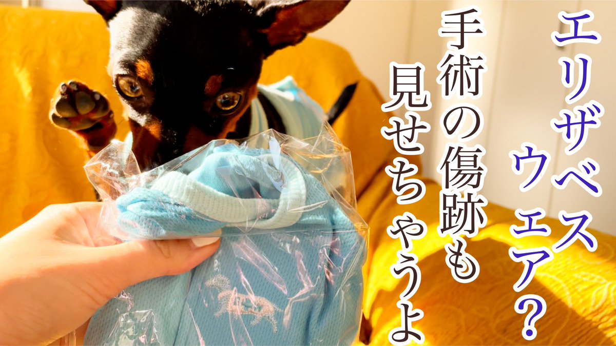 うり 大河 ミニピン エリザベスウェア 去勢手術痕 大河1歳 T Co Jcz6qfkpfz Youtubeより ペット 犬 ミニチュアピンシャー ミニピン 男の子 去勢手術 エリザベスウェア 術後服 術後パンツ Pet Dog Miniaturepinscher Minpin Boy うり 大河 ミニピン エリザベスウェア 去勢手術痕 大河1歳 T Co Jcz6qfkpfz Youtubeより ペット 犬 ミニチュアピンシャー ミニピン 男の子 去勢手術 エリザベスウェア 術後服 術後パンツ Pet Dog Miniaturepinscher Minpin Boy