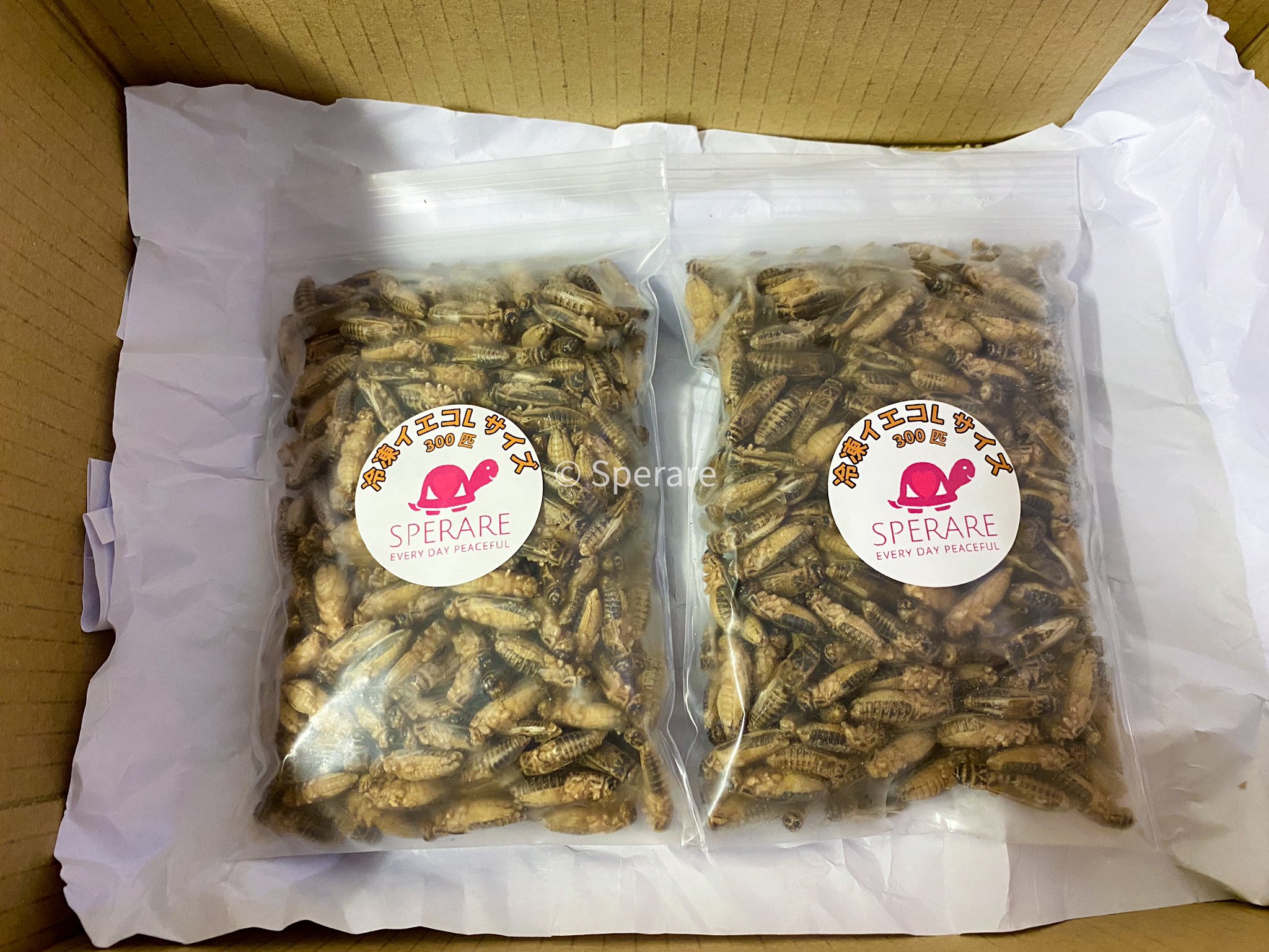 Sperare スペラーレ 冷凍コオロギ 冷凍デュビア 用品通販 爬虫類ショップ 本日の梱包発送作業が完了して集荷待ちの小休憩中 冷凍餌はコオロギの他 冷凍マウスや冷凍デュビアなども一度のご注文で纏めて発送可能です 爬虫類餌 爬虫類餌通販 冷凍