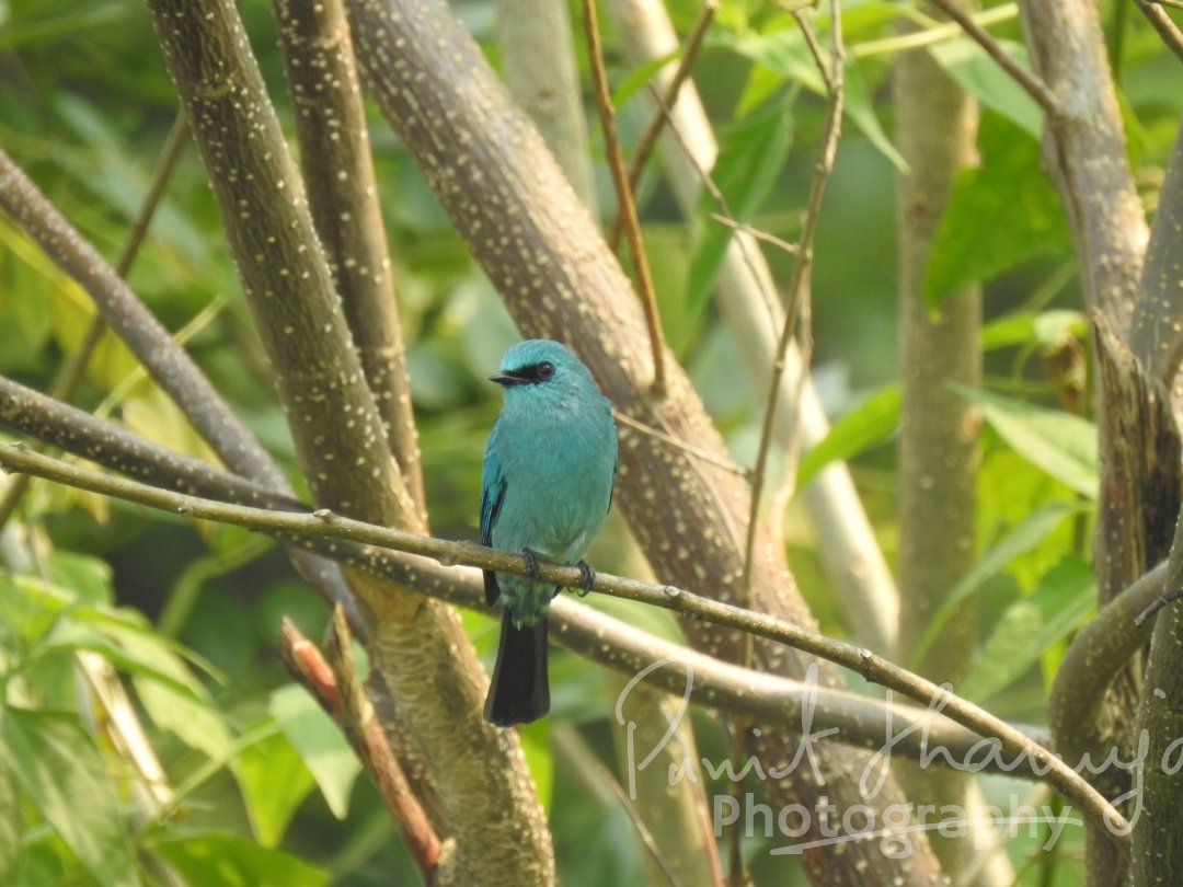 dhamejap's tweet photo. For #RGBinBirds here is my chance to color #IndiAves with Grey Headed Woodpecker and the beautiful Verditer flycatcher. @ParveenKaswan @goldsant #birdwatching @ThePhotoHour @Avibase #BirdsSeenIn2021 #BBCWildlifePOTD @WildlifeMag #TwitterNatureCommunity #BirdsInBlue https://t.co/bU2CW5oBHP