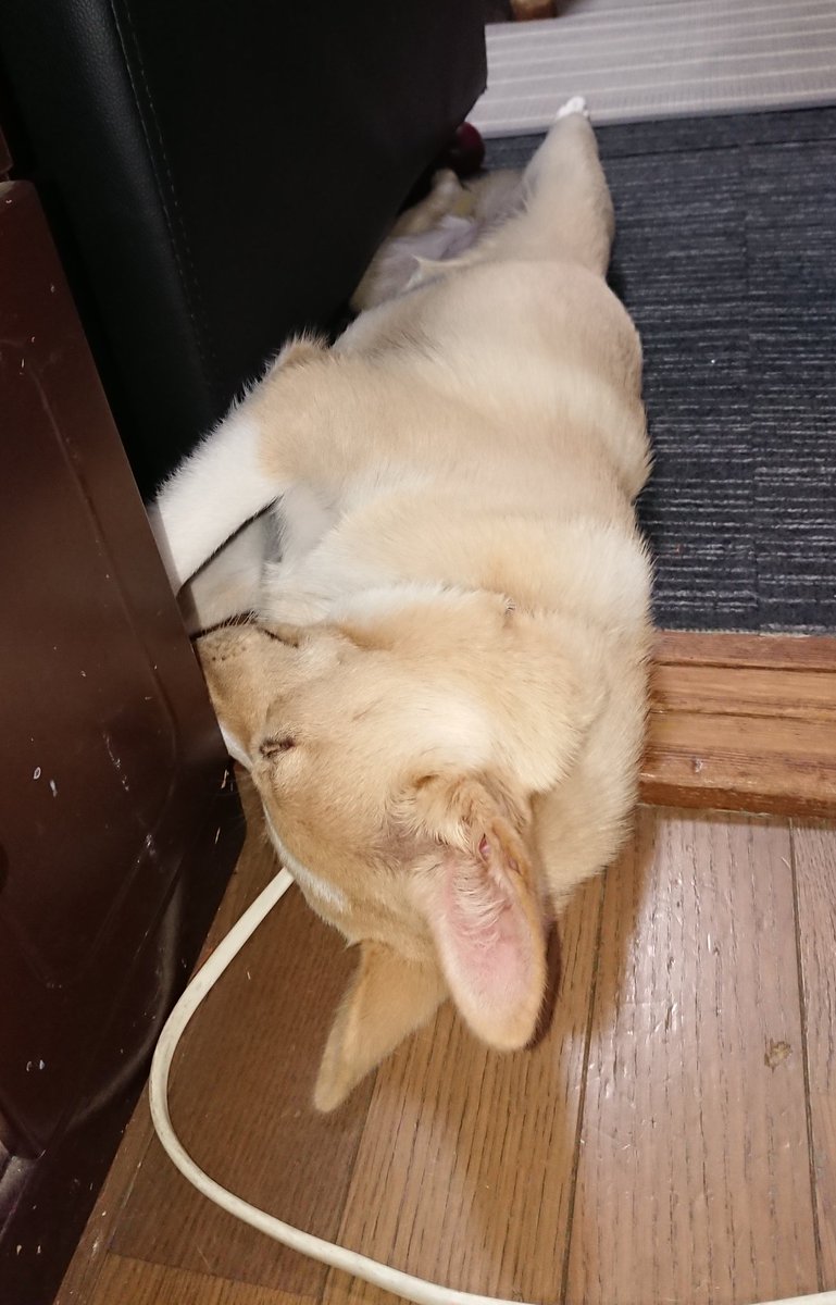 猫みたいな犬 hashtag on Twitter
