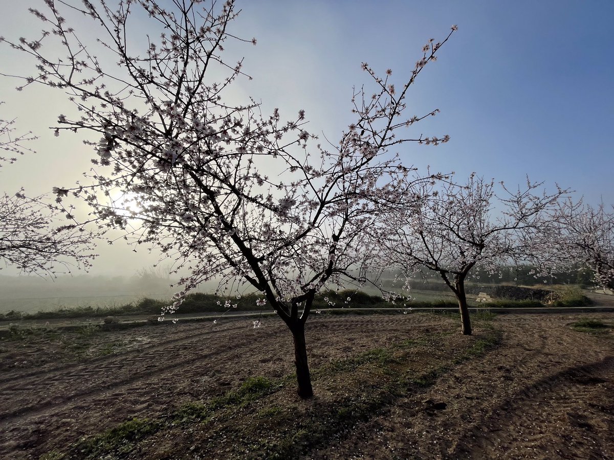 juanviperezaras's tweet photo. @agropopular pendientes de la #Chifla desde #Benisanó tras el paso del #carnaval y el inicio de la #Cuaresma, el campo nos empieza a avisar de que la #Primavera se acerca #AgropopularFEGA https://t.co/prltHj66jN