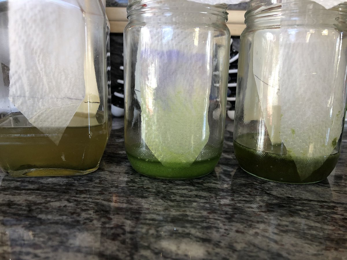 SaraDunya's tweet photo. Due to the pandemic, we have missed many lab experiences and decided to improvise!We performed a chromatography lab using common household supplies as lab materials. #labfromhome #distancelearning #distantlearning #laboratory #biology #sciences #TeachersOfTwitter #onlineteaching https://t.co/RRRAiTV2TI