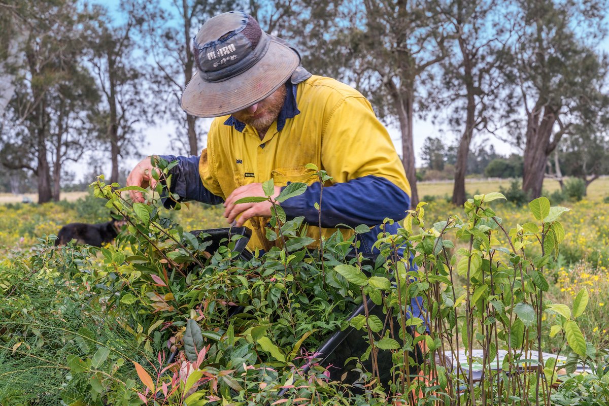 onetreeplanted's tweet photo. Reforestation Update🌲🙌🏽53,500 trees planted in #Australia! This restoration project is working to restore the critically endangered Lowland Rainforest of Subtropical Australia to enhance, protect and conserve habitat for threatened species such as #koalas. https://t.co/fUjzWnqYwI