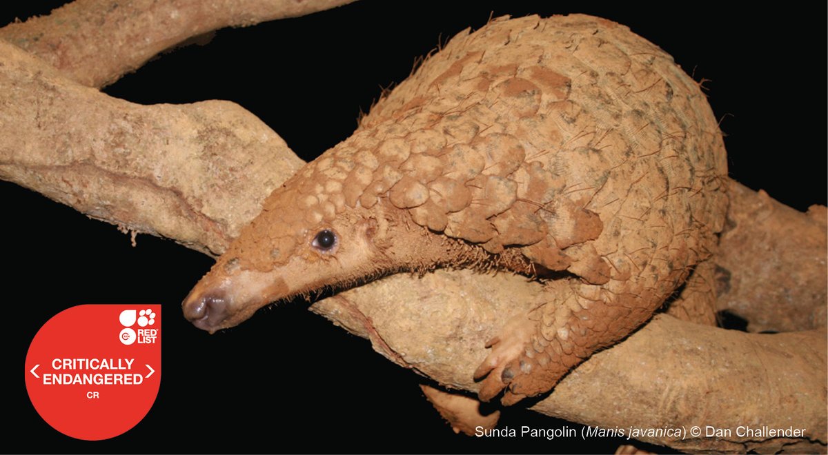 IUCNRedList's tweet photo. All 8 species of #Pangolin – 4 in Africa and 4 in Asia - are threatened with extinction, due to poaching for local use and illicit international trade, plus habitat loss and degradation. Read up on their conservation: https://t.co/EQaFrbvOHg #WorldPangolinDay https://t.co/dg1EQc33nD