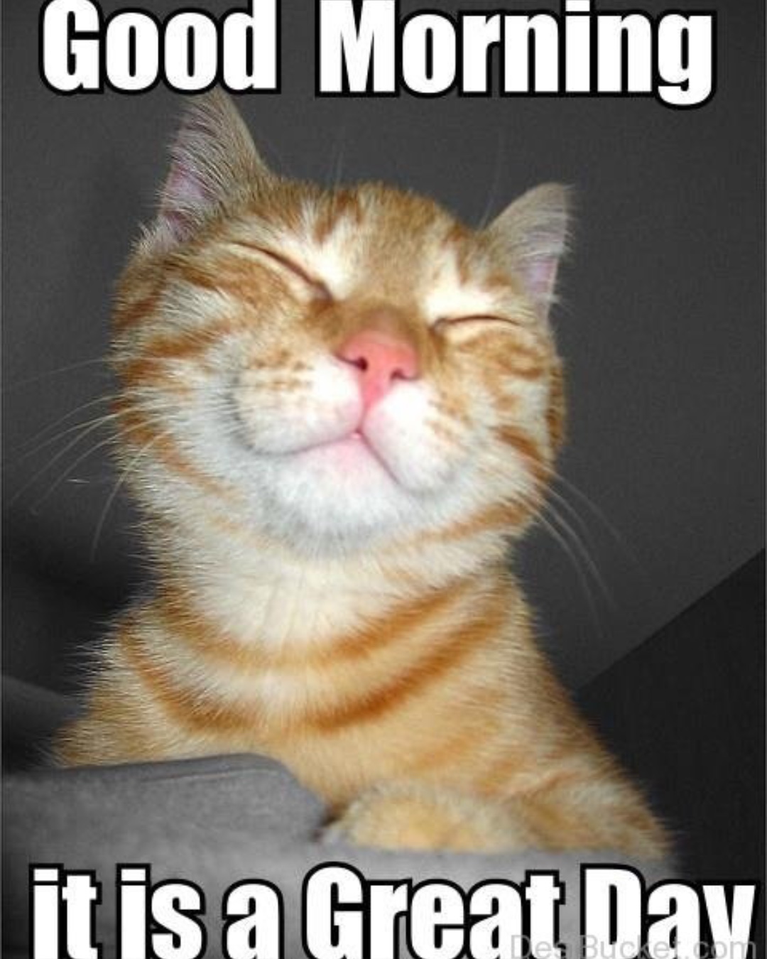 Смущенный котик