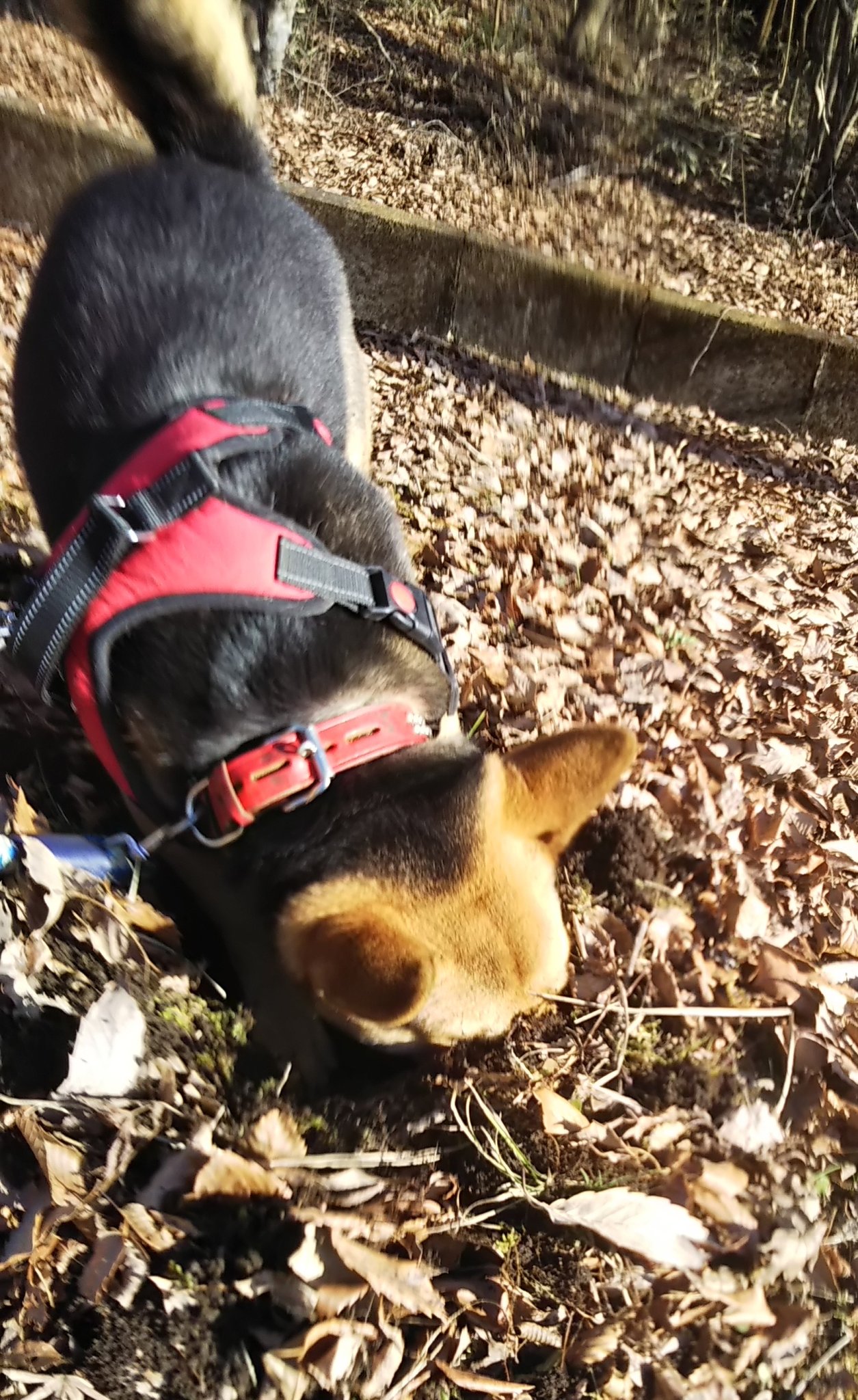 迷子犬 ケンタ 御殿場市 この2年の間に 黒い犬の成犬を拾われた方はいないでしょうか ずっと行方不明です こめかみに黒い 模様が特徴の顔です 舌の右奥深くに黒い舌斑あります 現在7才 去勢済みです 迷い犬 雑種犬 静岡県東部 御殿場 裾野